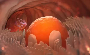 Egg cell leaves the ovary - Symptoms of hyper ovulation concept