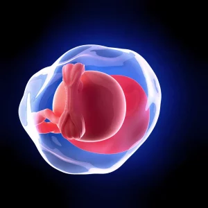 weekly development of a human fetus - week 5 - pregnancy at 5 weeks