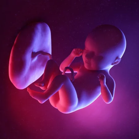 3d rendered medically accurate illustration of a human fetus- seventh-week