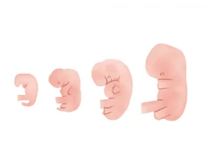 Stages of human fetal development; 2 months pregnant