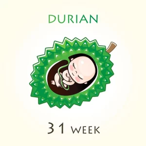 Human fetus inside the uterus and inside a durian - week 31 of pregnancy concept